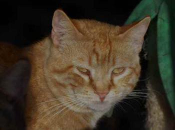Chimo Bild von Chimo