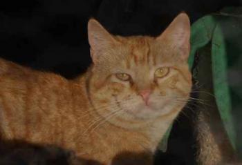 Chimo Bild von Chimo