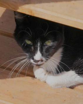 Gipsy Bild von Gipsy