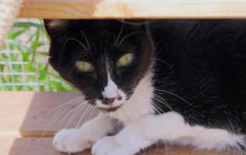 Gipsy Bild von Gipsy