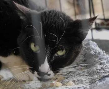 Gipsy Bild von Gipsy
