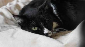 Gipsy Bild von Gipsy