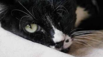 Gipsy Bild von Gipsy