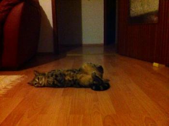 Mesina Bild von Mesina