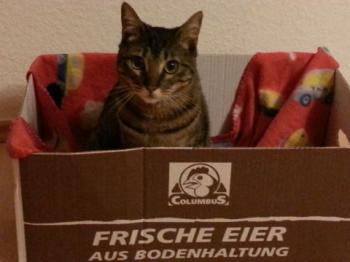Bild von Noah