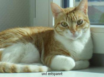 Pipa Bild von Pipa