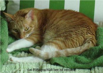 Pipa Bild von Pipa