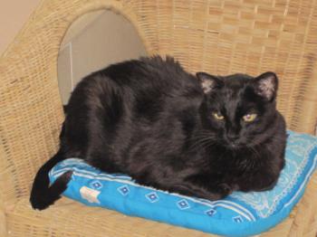 Pancho Bild von Pancho