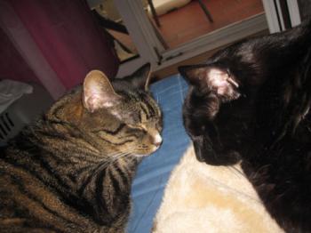 Pancho Bild von Pancho