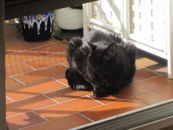Pancho Bild von Pancho