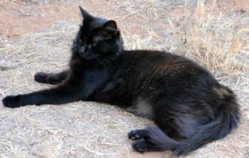 Caritina Bild von Caritina