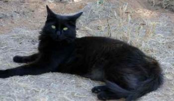 Caritina Bild von Caritina