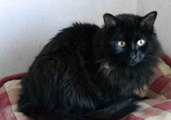 Caritina Bild von Caritina