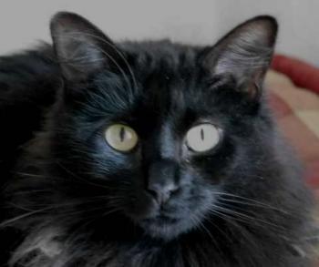 Caritina Bild von Caritina