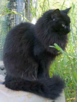 Caritina Bild von Caritina