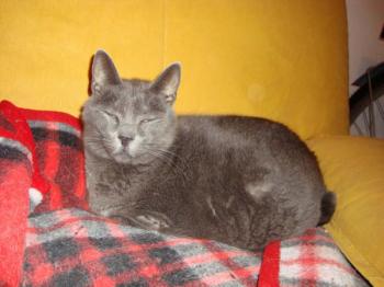 Pepper Bild von Pepper