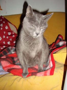 Pepper Bild von Pepper