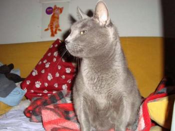 Pepper Bild von Pepper