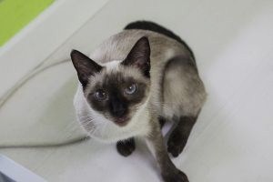 Niobe Bild von Niobe