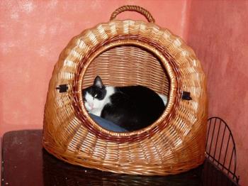 Pitus Bild von Pitus