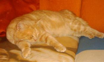 Tigger in Deutschland Bild von Tigger