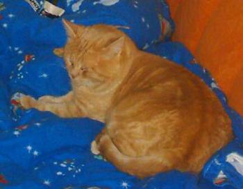 Tigger Bild von Tigger