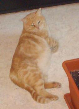 Tigger Bild von Tigger
