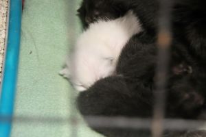 Ofelia Bild von Ofelia