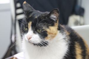 Zulema Bild von Zulema