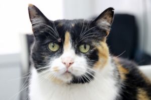 Zulema Bild von Zulema