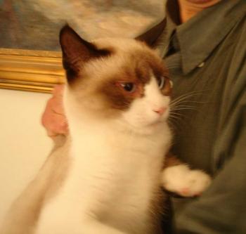 Mr. Omalli Bild von Mr. Omalli