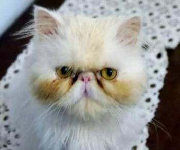Romeo Bild von Romeo