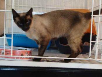 Bastet Bild von Bastet