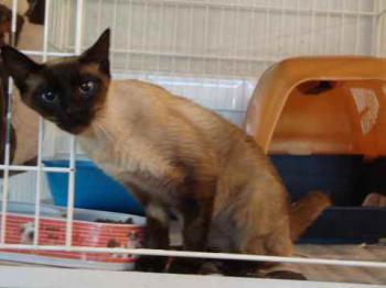 Bastet Bild von Bastet