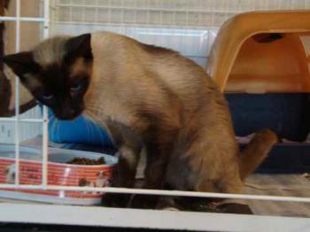 Bastet Bild von Bastet