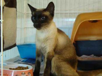 Bastet Bild von Bastet