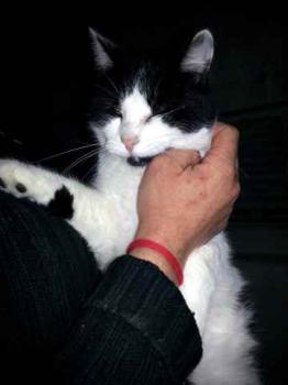 Blacky Bild von Blacky