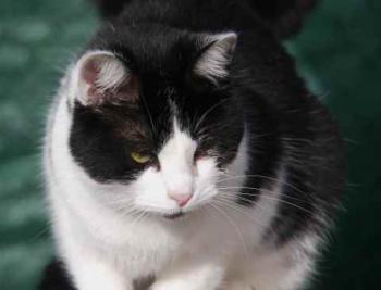 Blacky Bild von Blacky