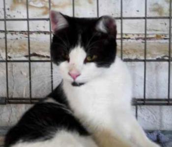 Blacky Bild von Blacky