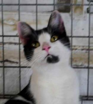 Blacky Bild von Blacky