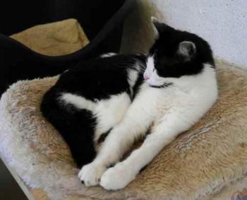 Blacky Bild von Blacky