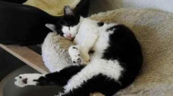 Blacky Bild von Blacky