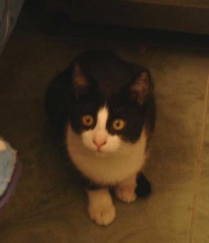 Bibo Bild von Bibo