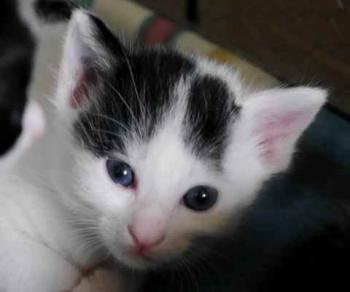 Chasca Bild von Chasca