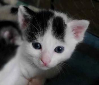 Chasca Bild von Chasca