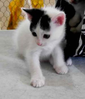 Chasca Bild von Chasca