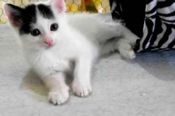 Chasca Bild von Chasca
