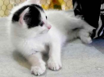 Chasca Bild von Chasca