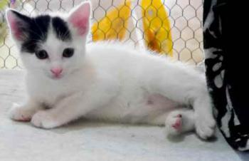 Chasca Bild von Chasca
