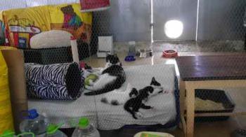 Chasca Bild von Chasca